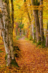 Obraz premium Weg - Allee - Bäume - Herbst - Spaziergang - Laub