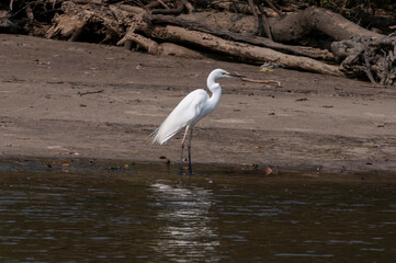 浅瀬で獲物を探す大白鷺