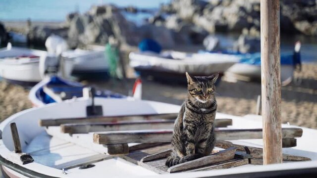 Cat on the boat. Funny tiger green-eyed cat sitting on a fishing boat and looks out to sea. Sailor cat. Cute stray cat chilling on a sunny day. Fluffy animal on the beach. Fishermans boat parking.