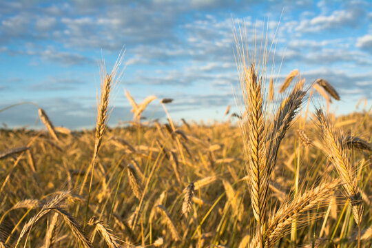 Łan zboża na tle nieba. Kłosy zb&oacute;ż. A field of grain.