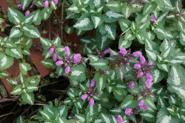 Gefleckte Taubnessel 
Lamium maculatum Lamiaceae