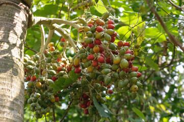 マニラヤシの実