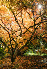 Autumnal Leaves On The Trees At Batsford Arboretum