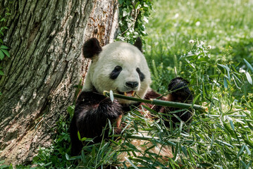 Obraz premium Giant Panda (Ailuropoda melanoleuca)