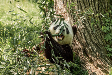 Giant Panda (Ailuropoda melanoleuca)
