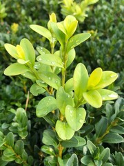flowers in the garden