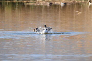 ducks on the lake