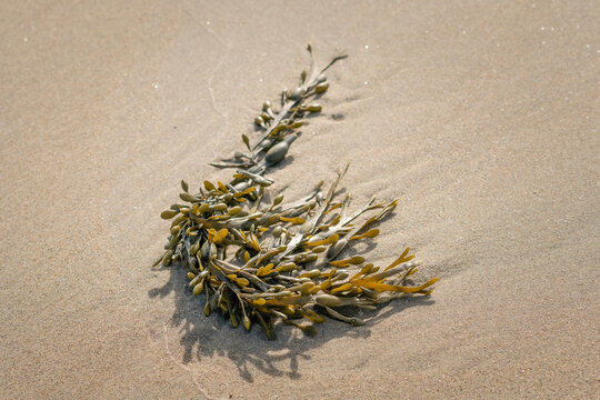 Seaweed washed up on the beach 1