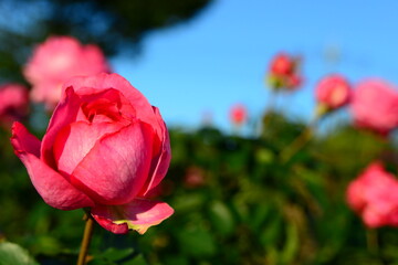 赤系の色合いのバラ