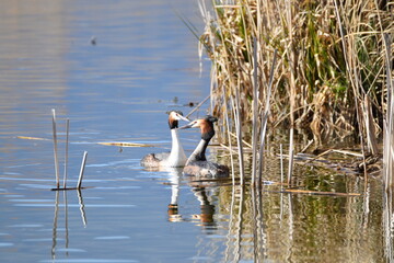 Love life of the duck