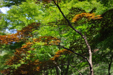 日本の埼玉県、初夏の平林寺の美しい自然の風景