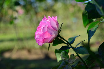ピンク系の色合いのバラ