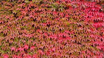 Herbstlaub, rot gefärbt