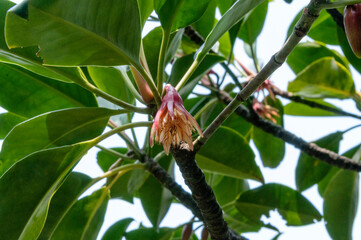 マングローブの林に咲くオヒルギ