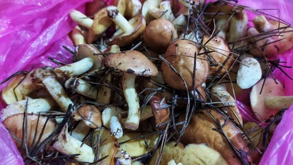 boletus mushrooms