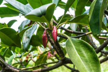 マングローブの林で見かけたオヒルギの蕾