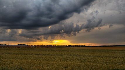sunset over the field