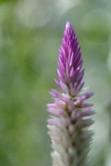 Closeup pink cockscomb flower with natural background.