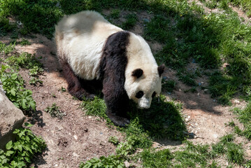 Giant Panda (Ailuropoda melanoleuca)