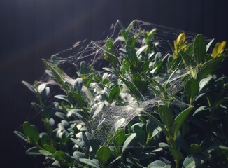 flowers in the garden