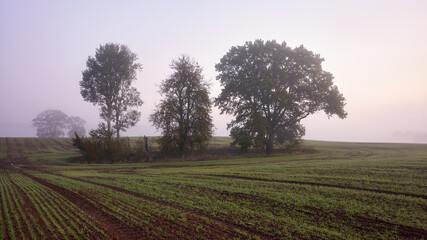 Rural foggy landscape with trees on a field at sunrise.