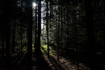 Lichtpsiel im Wald 