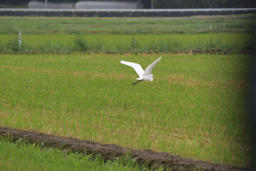 シラサギと田園風景
