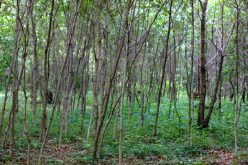 Obraz premium 日本の埼玉県、初夏の平林寺の美しい自然の風景