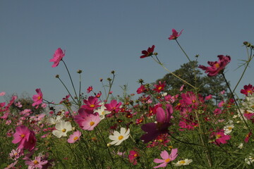 コスモス畑