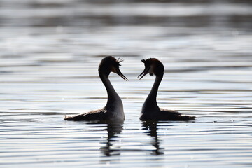 Love life of the duck 