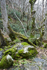 ケヤキとメグスリノキが合体