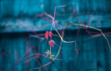 pink leaf