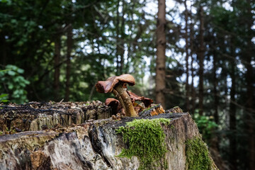 Pilze auf Holzstamm
