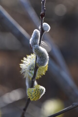 willow catkins in spring