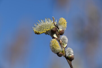 willow branch with catkins
