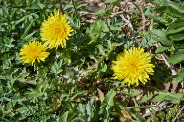 11古来の背の低いタンポポの花