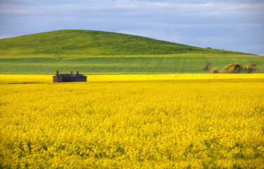 Canola Fields