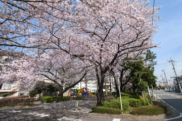Fototapeta na wymiar 太尾新道の桜（横浜市港北区）