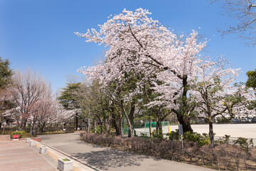 馬橋公園（東京都杉並区高円寺北）
