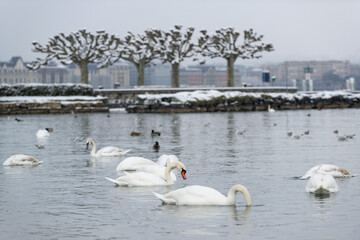 Cygnes en hiver dans la rade de Genève en Suisse.