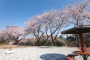 保土ヶ谷公園（神奈川県横浜市）