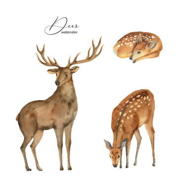 Watercolor vector set with deer, DOE and fawn.