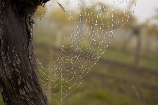 Spiderweb on a grape vine after a rainy night. Water Droplets on the web look like shiny pearls threaded onto a necklace.