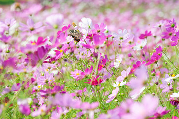 コスモスとアゲハ蝶