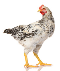 one gray rooster isolated on white background, studio shoot