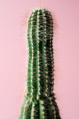 Cactus close up