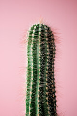 Cactus close up