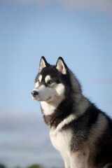 Portrait of a husky dog by a summer sky