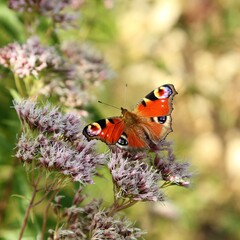 Butterfly.