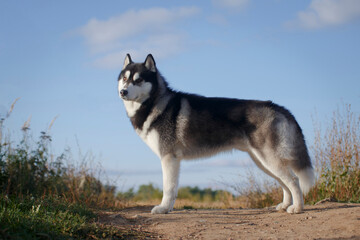 Standing husky male on a hill in summer